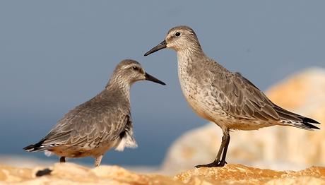 Türkiye Kuşlarının Rotası Çiziliyor