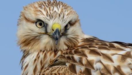 Üniversiteliler, Erzurum Ovası