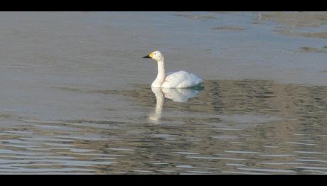Örnek haber adı gelecek.