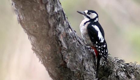 Örnek haber adı gelecek.