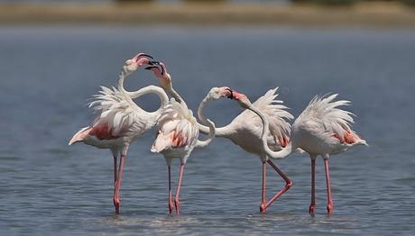 GEDİZ DELTASI Flamingoların Sevinci...
