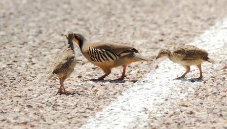 Datça: Türkiyenin en ucu 