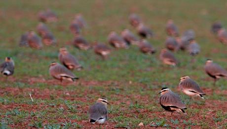 Sürmeli Kızkuşu Fotoğraf Arazisi