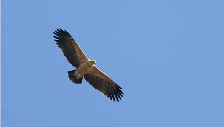 BOMBA MI DİNAMİT Mİ?