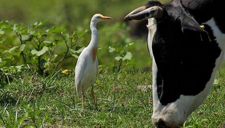 KIRMITLI KUŞ CENNETİ 