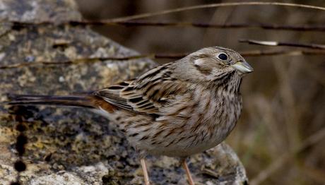 Örnek haber adı gelecek.
