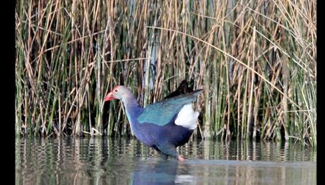 Örnek haber adı gelecek.