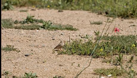 SARDUNYA ADASINA YENİ TÜR