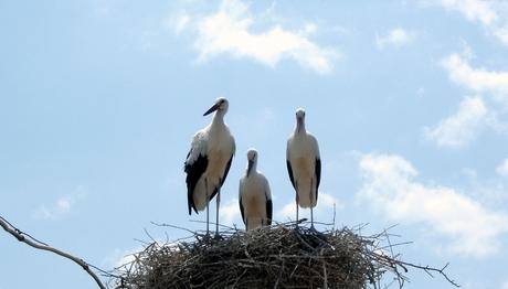 Örnek haber adı gelecek.