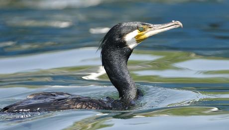 DEĞİŞİK BİR ORTAM