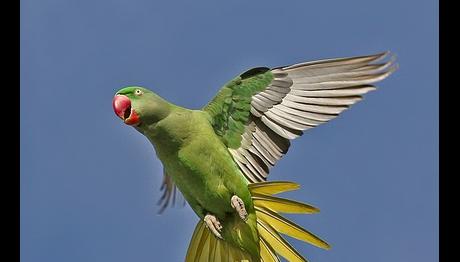 Ben bir papağanım Gülhane Parkı’nda...