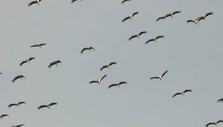 En büyük yırtıcı kuş göçü İstanbul’a...
