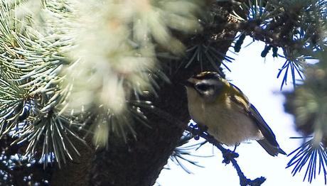 Örnek haber adı gelecek.