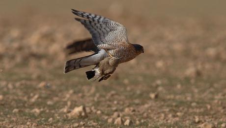 Örnek haber adı gelecek.
