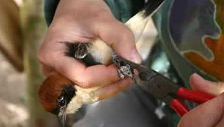 Cernek Halkalama Calışması