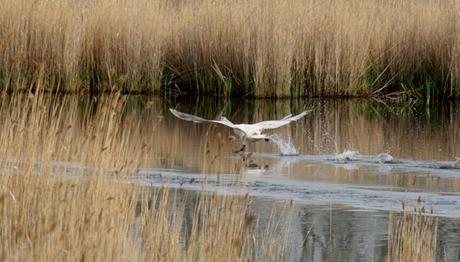 İğneada'dan Bir Haber