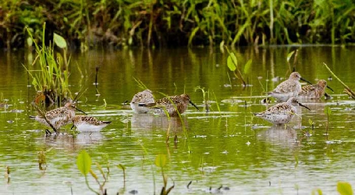 istanbul-kusculara-dar-geldi