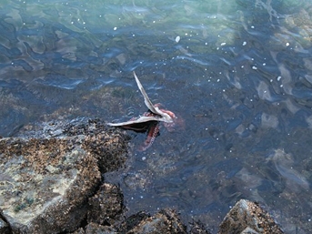 ahtapot-marti-avladi