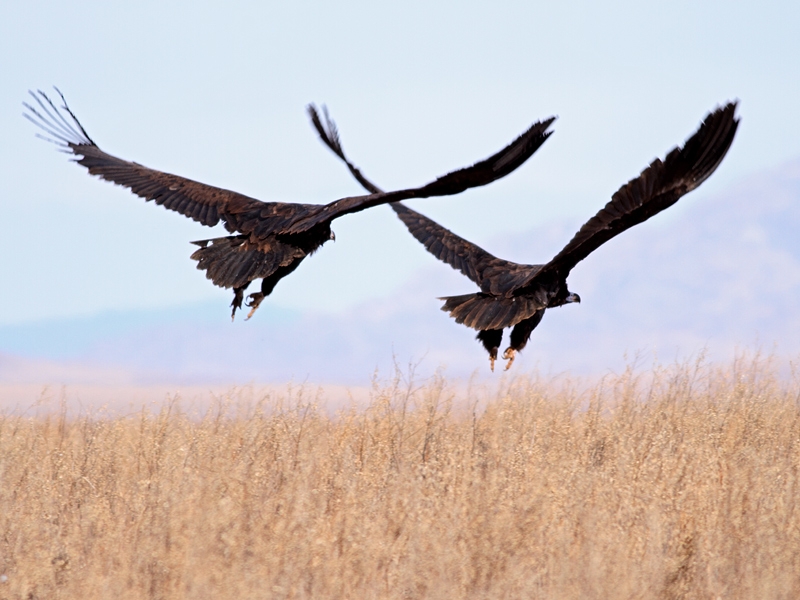 yonetim-gerede-kararlari