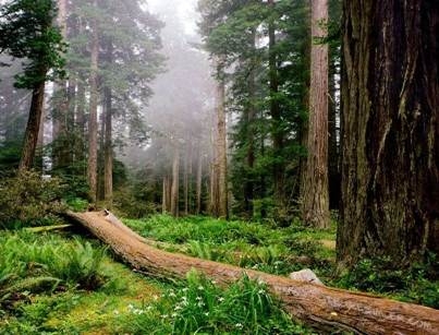 fukusima-ormanlari-zehirledi