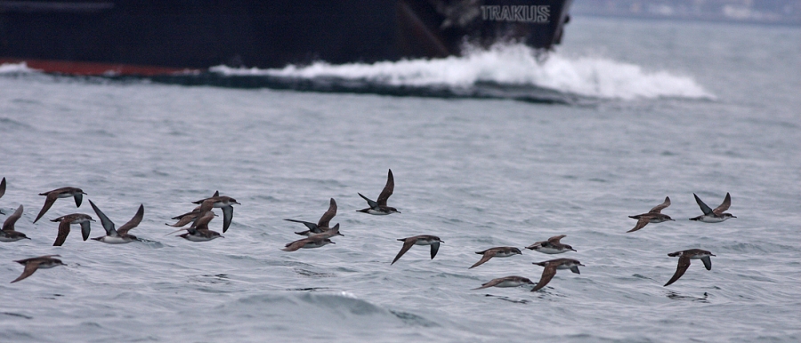 trakus-yelkovan-pesinde