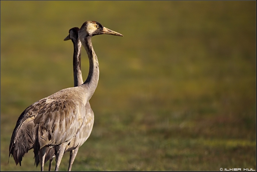 kusbank-2012-yili-ozeti