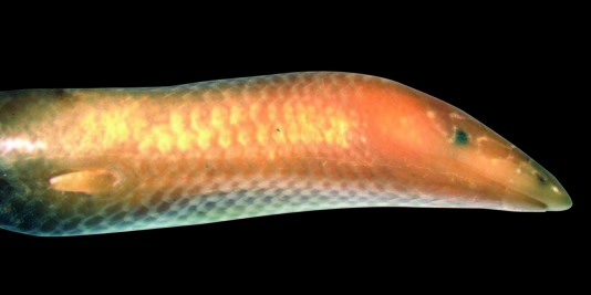 -madagaskarda-yeni-bir-kertenkele--mody-dick-bulundu