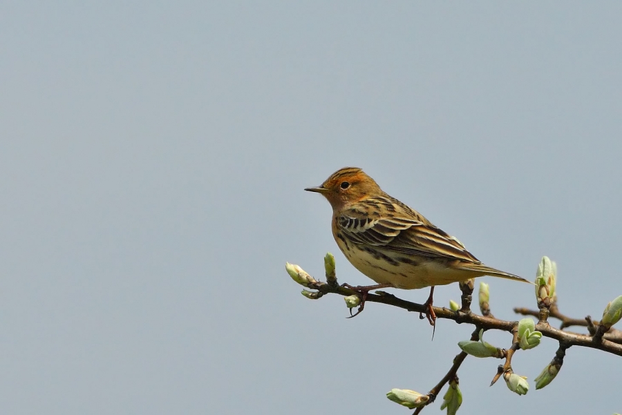 istanbuldan-nadir-gocmen-kizilgerdanli-incirkusu