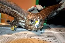 vucudunda-sacmayla-yasayacak--