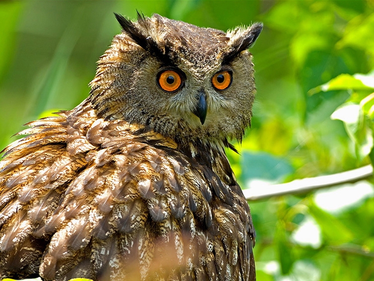 ilk-kez-puhu-gorduler