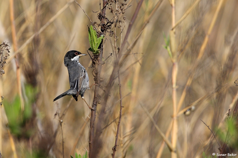 turun-ilk-fotogrfi-turkiye