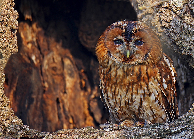 bilim-insanlari-baykuslarin-gizemli-dunyasini-cozuyor