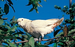 filipinlerdeki-kakadu-papaganlari-yeni-sorunlarla-karsi-karsiya