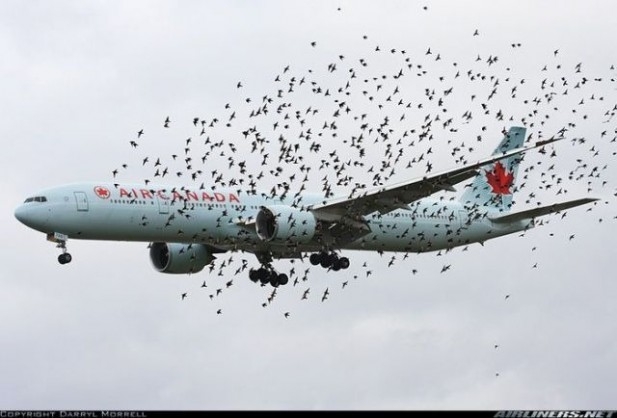 baliklar-ucak-dusurecek