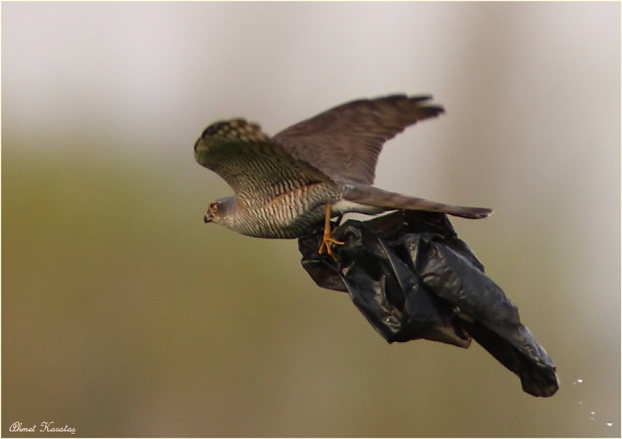 kuslardan-mesaj-var!