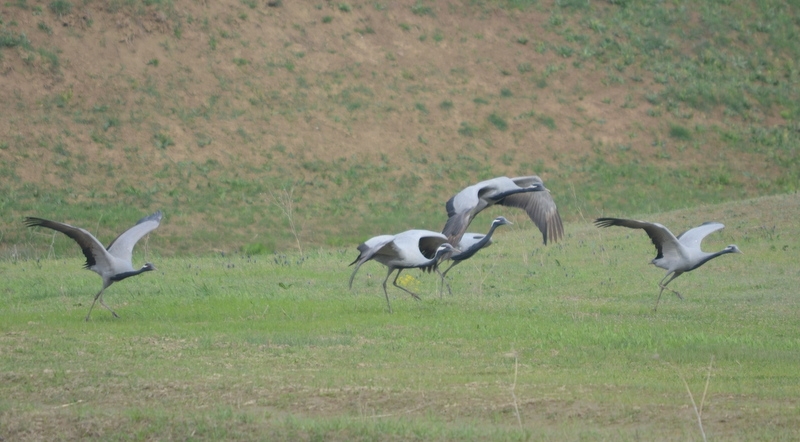 telli-turnalar-mus-ovasinda