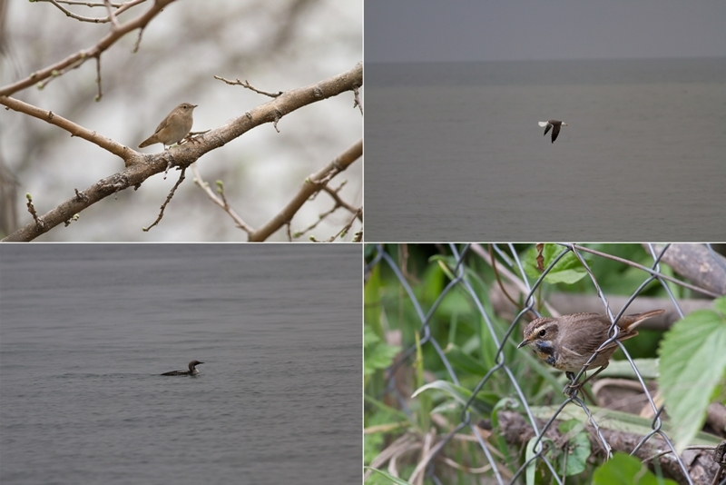 kastamonudaki-nadir-kus-turleri-ilk-kez-fotograflandi