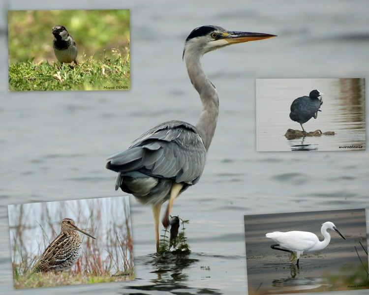 samsun-kizilirmak-deltasi-sulak-alan-roportaji