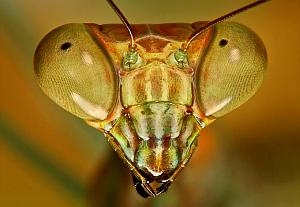 bocekler-mi-ustundur-yoksa-insanlar-mi