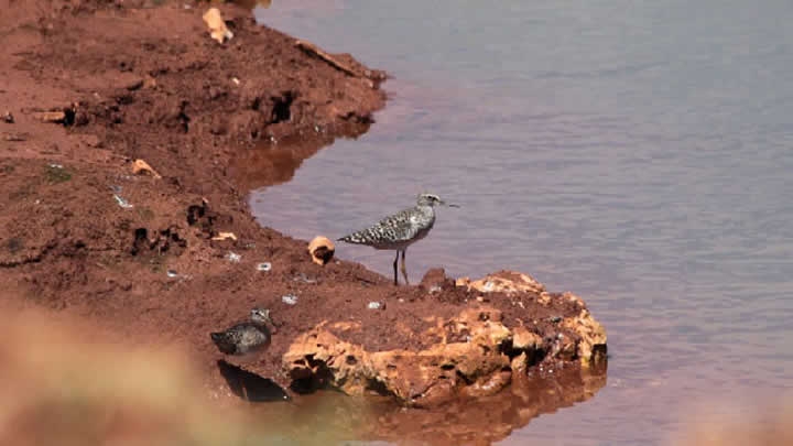 yeni-proje-ve-yeni-turler