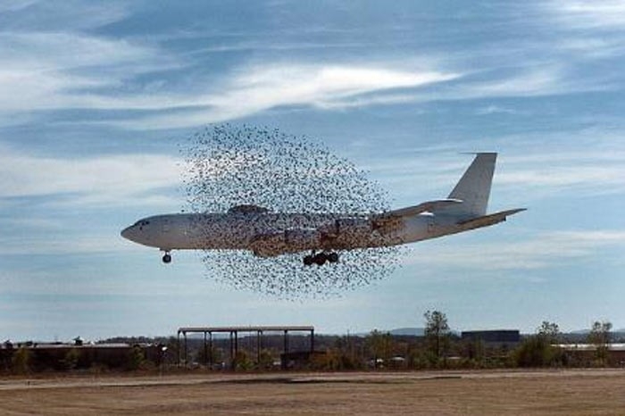 kus-surusu-ile-karsilasan-pilot-kuleyi-uyardi