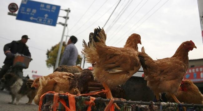 yeni-kus-gribi-virusu-daha-kolay-bulasiyor