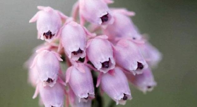 turkiye\ye-ozgu-26-bitki-kesfedildi-