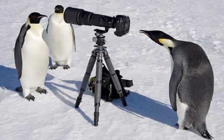 dunya-penguenler-gunu-25-nisan