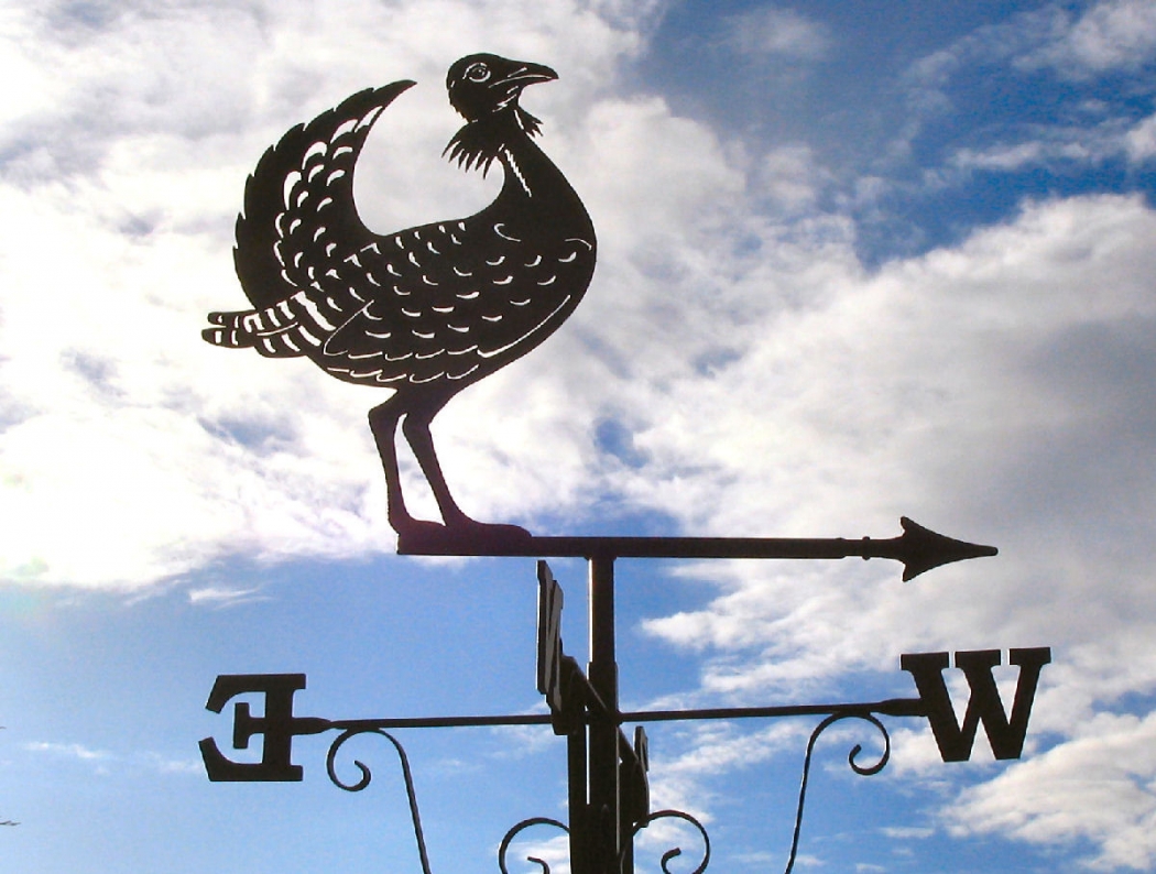 toy-kuslari-yok-oluyor