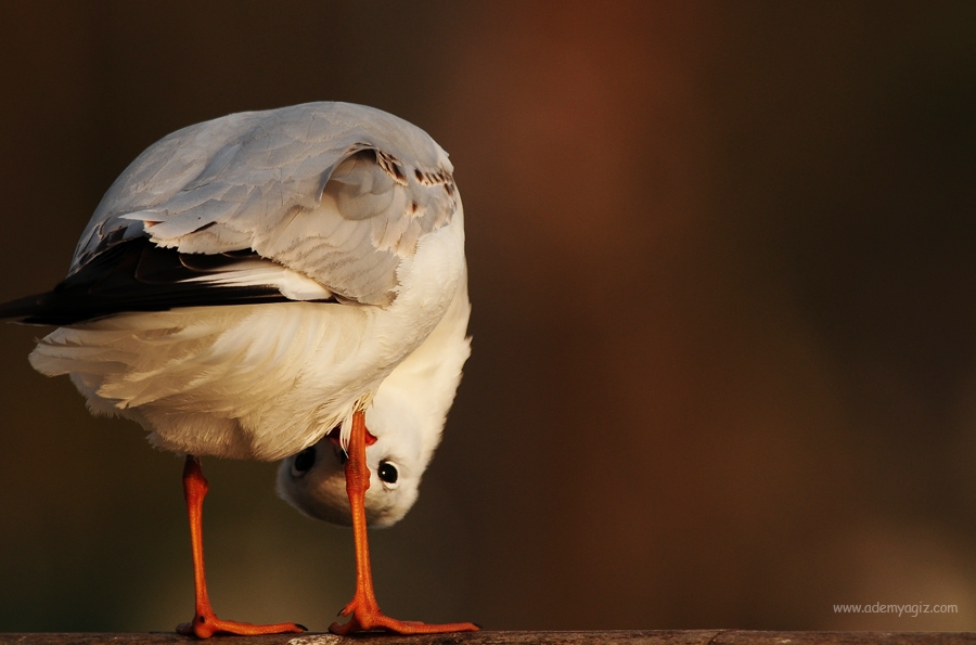 baraj-kus-cennetini-yok-edecek