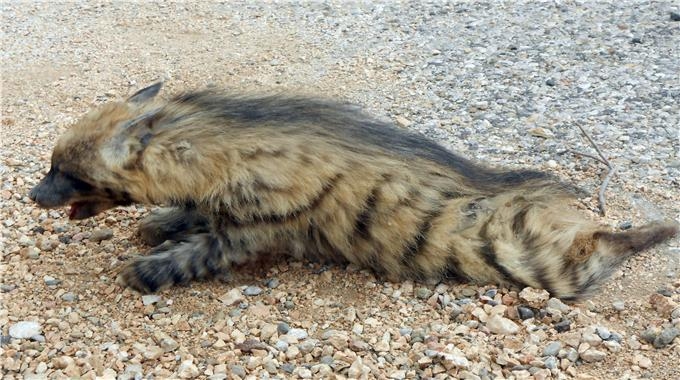 anadolu-sirtlanina-otomobil-carpti-