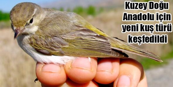 kuzey-dogu-anadolu-icin-yeni-kus-turu-kesfedildi