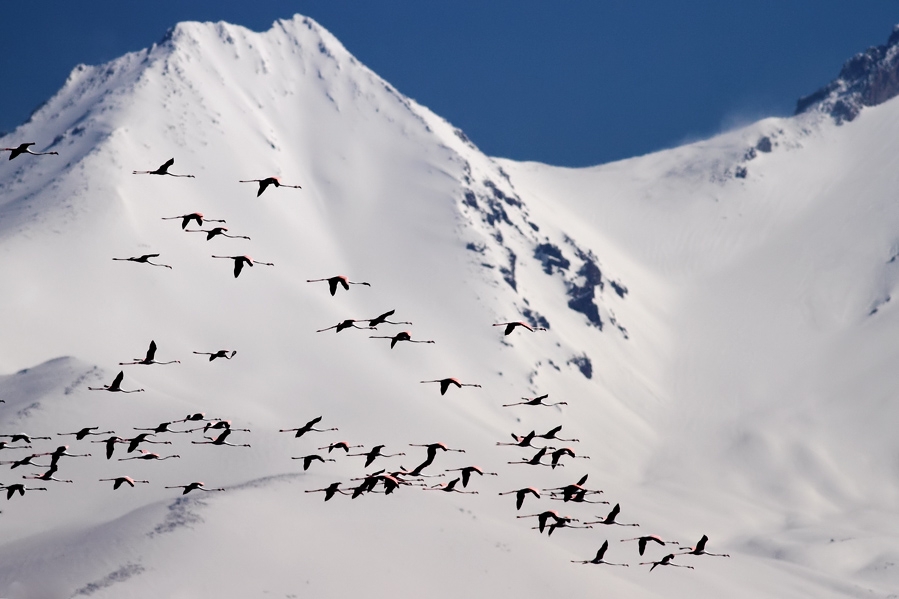 serkan-mutan\dan-\kus-fotografciligi-kar-ve-sis\