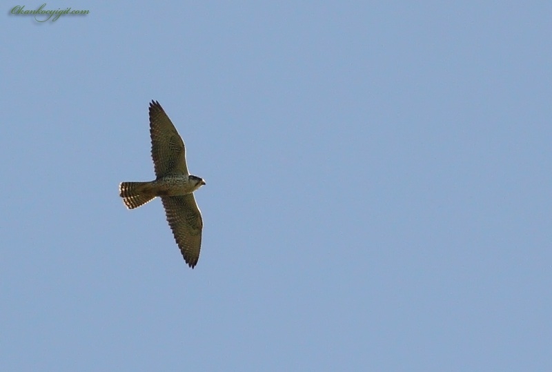 nadir-turlere-ikinci-fotograf-destegi